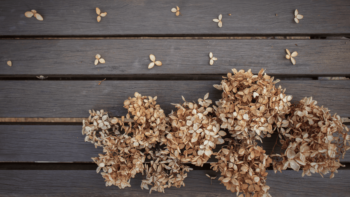 How to Cut and Dry Hydrangea Flowers