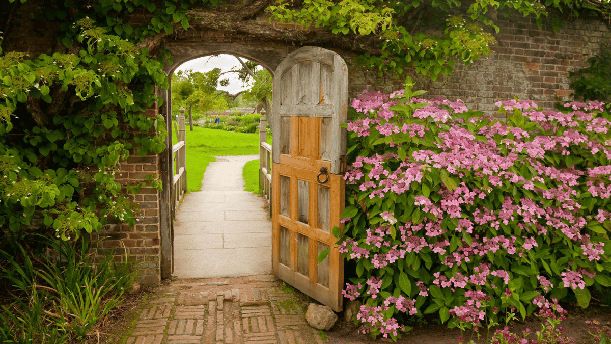 How to Grow Hydrangeas in Ireland: The Complete Guide