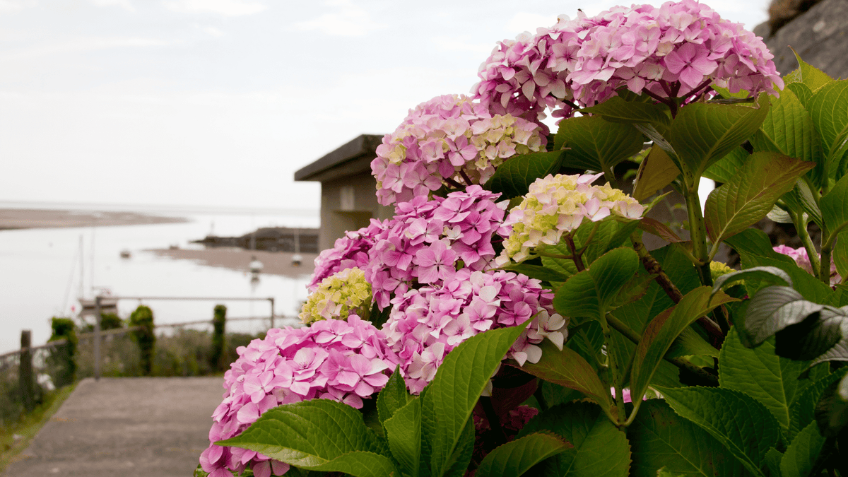 Hydrangeas for Coastal and Windy Gardens