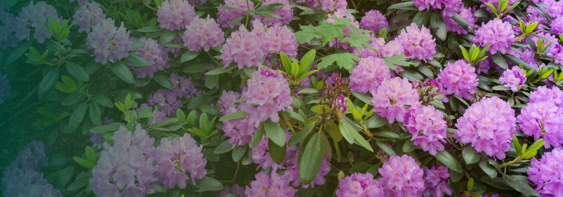 Rhododendron flowers and evergreen foliage in a garden setting.