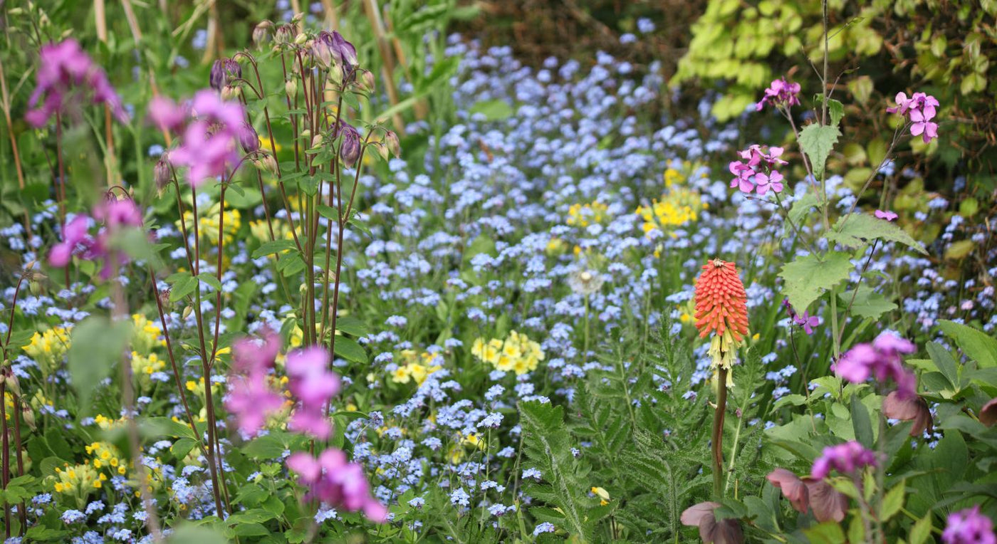 Cottage garden planting with a mix of spring flowers, including blue forget me nots, pink blooms, and a red and yellow torch lily among fresh green foliage.