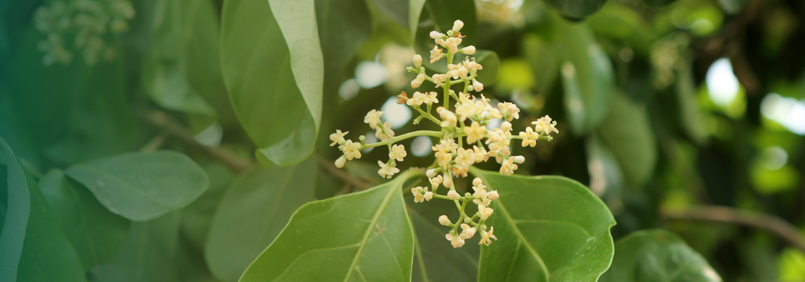 Fragrant viburnum flowers carried on a garden shrub.