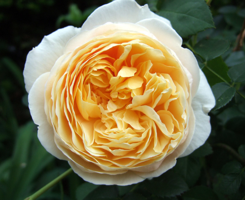 David Austin roses flowering in a richly planted garden border.