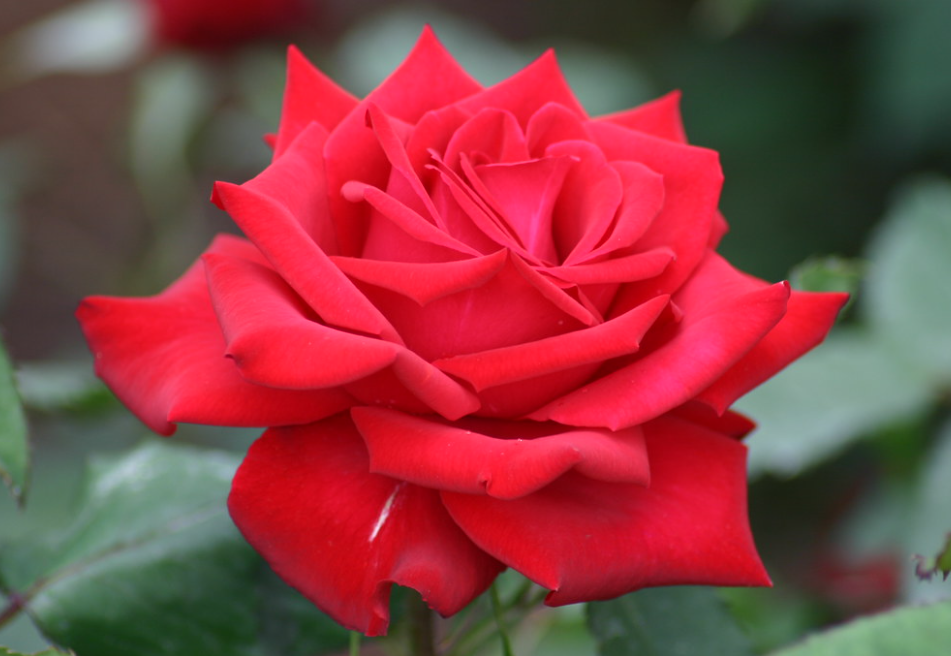 Hybrid tea roses with large flowers held on upright stems.