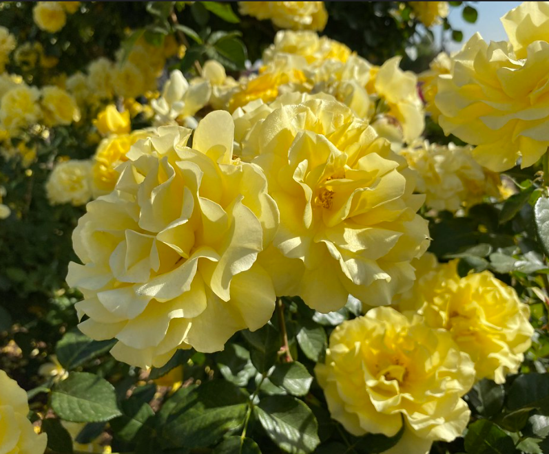 Floribunda Roses