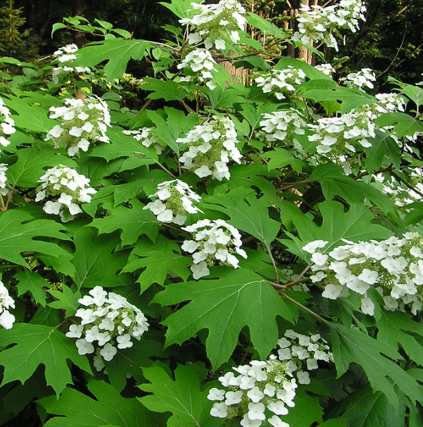Oakleaf hydrangea with lobed foliage and large flower clusters.