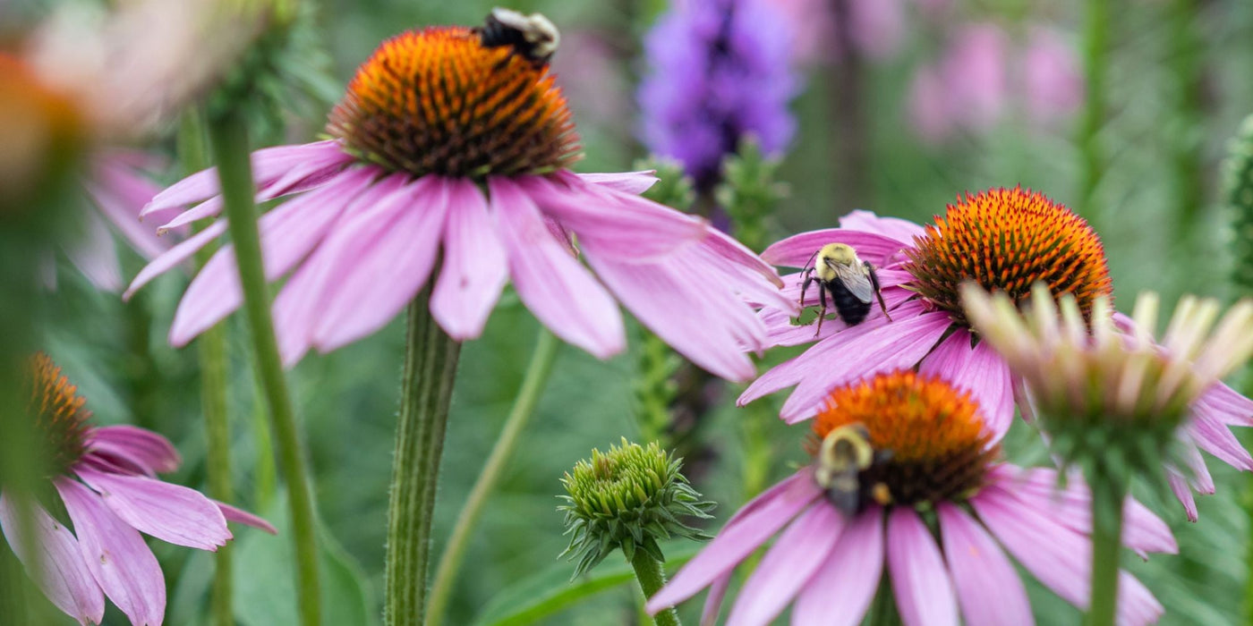 Bees feeding on pink coneflower blooms in a pollinator friendly garden, with rich orange flower centres and soft green foliage.