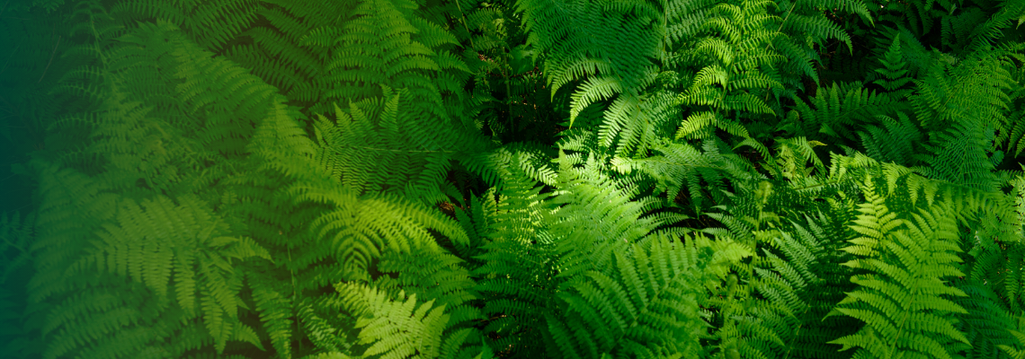 Close-up of green fern fronds showing detailed leaf texture.