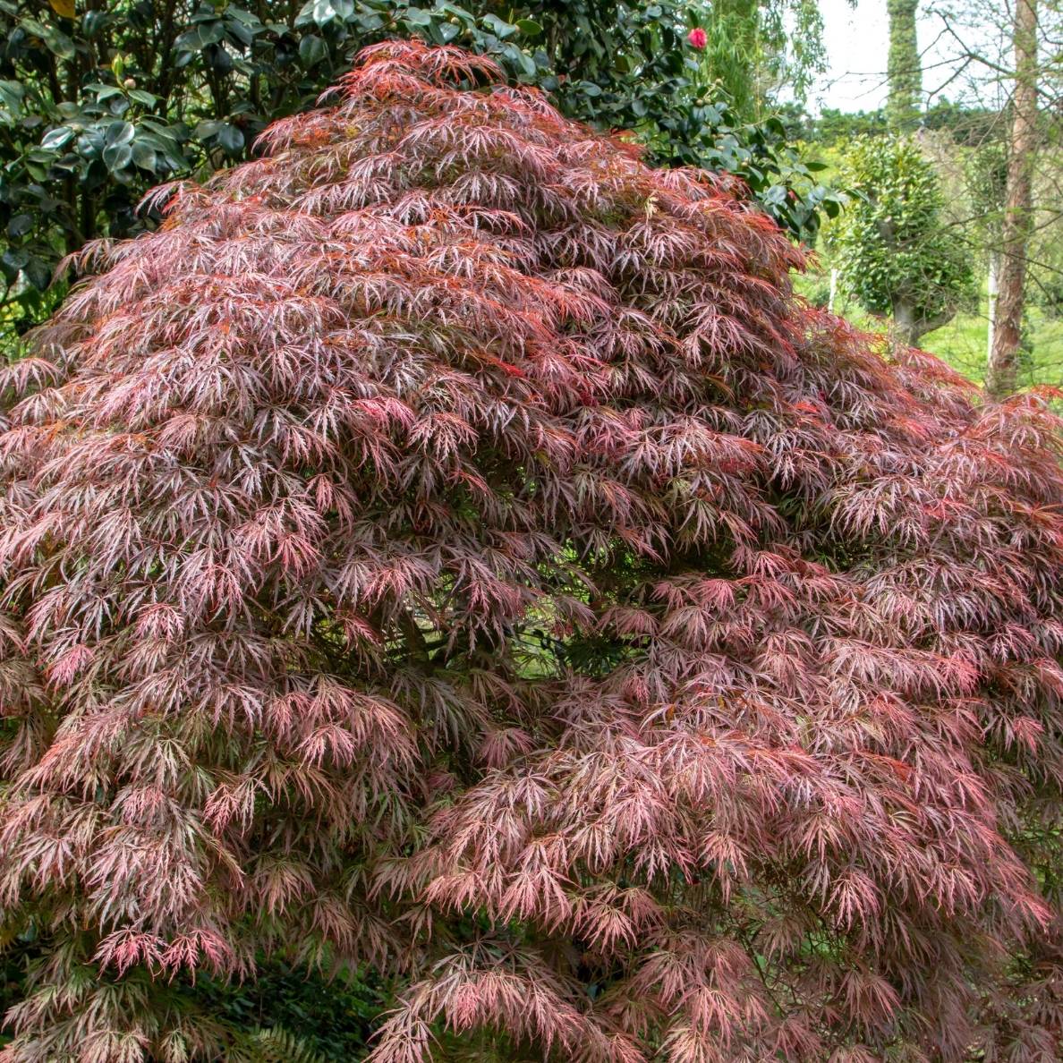 A weeping Japanese maple with cascading branches and fine foliage.
