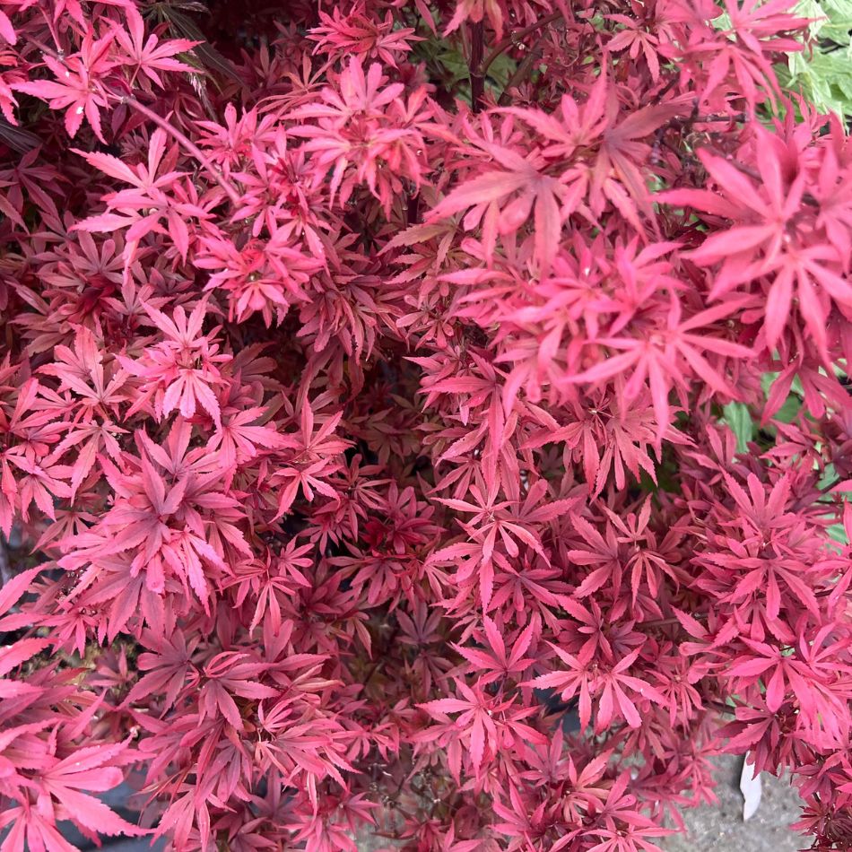 Red Japanese Maples