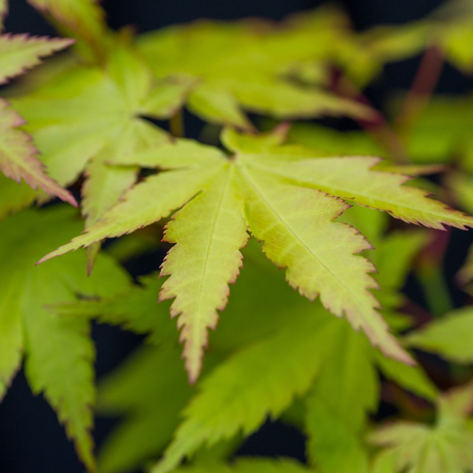 Dwarf Japanese Maples