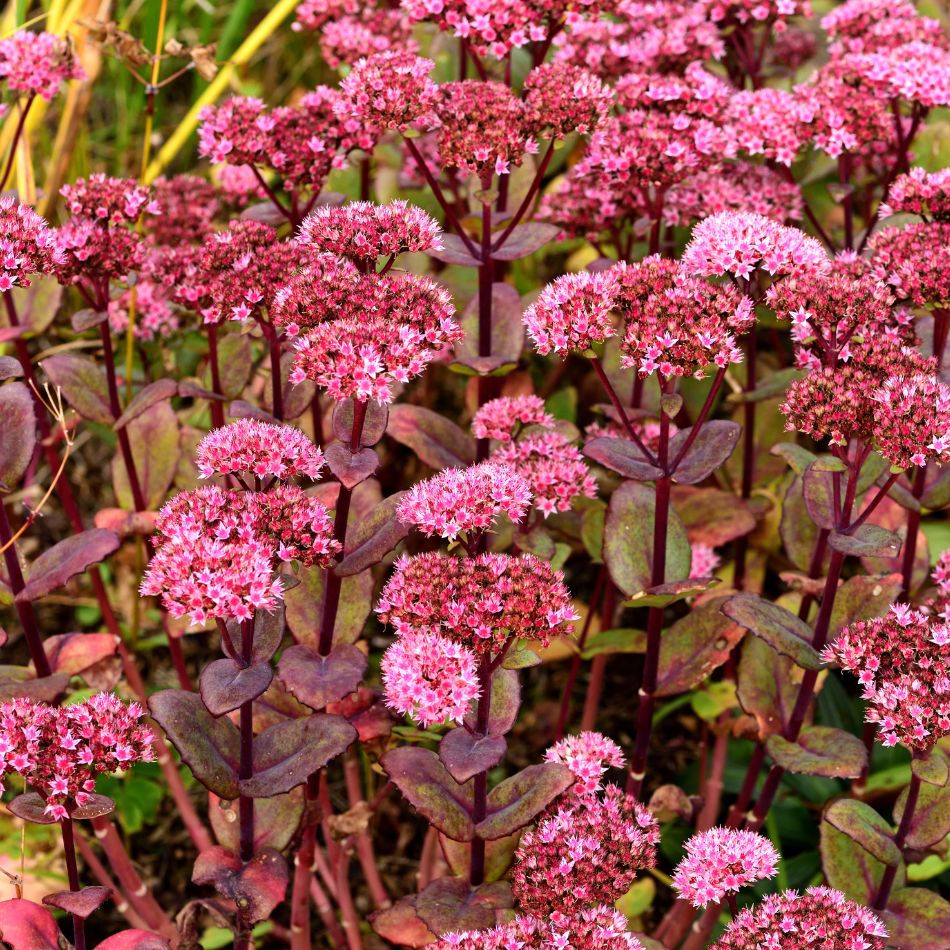Sedum ‘Matrona’