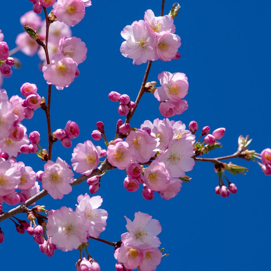 Prunus ‘Accolade’