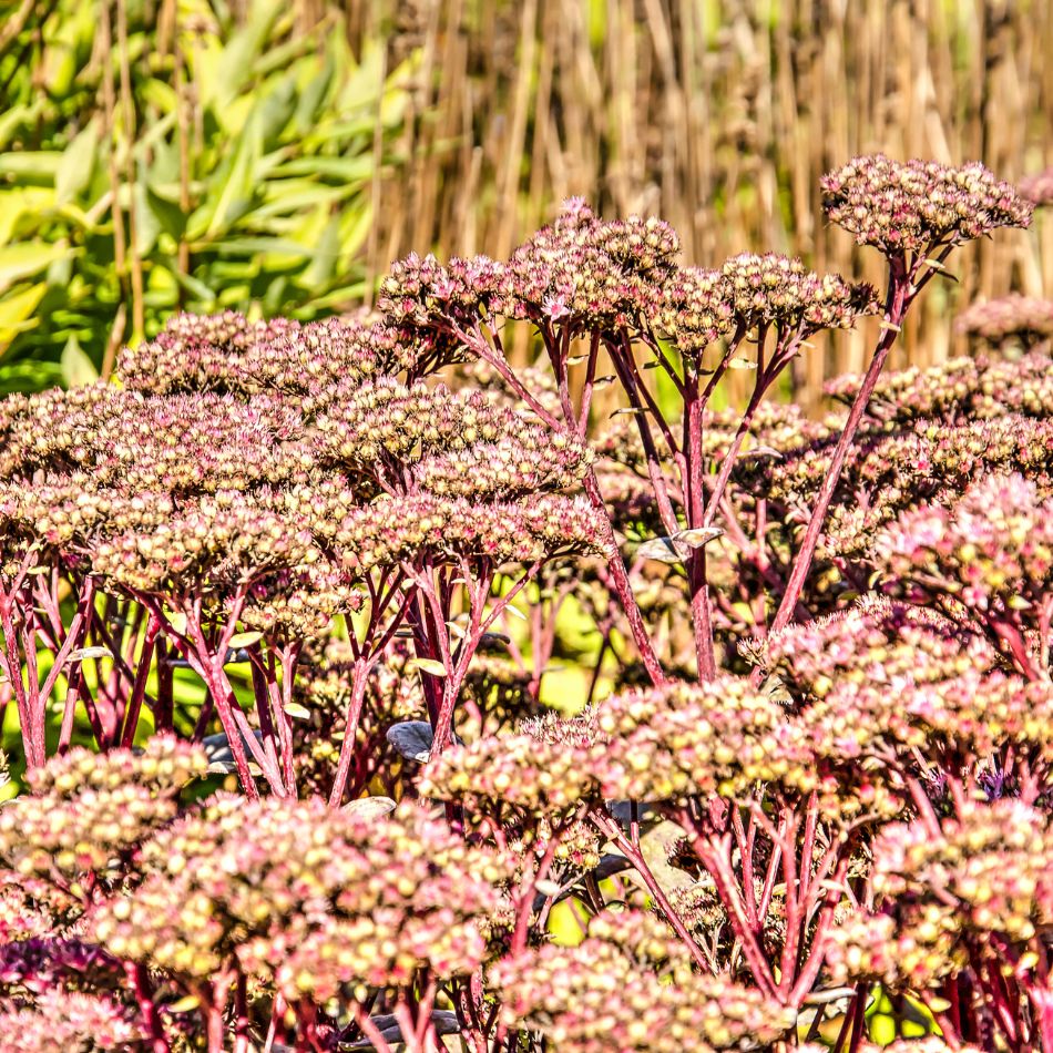 Sedum ‘Matrona’