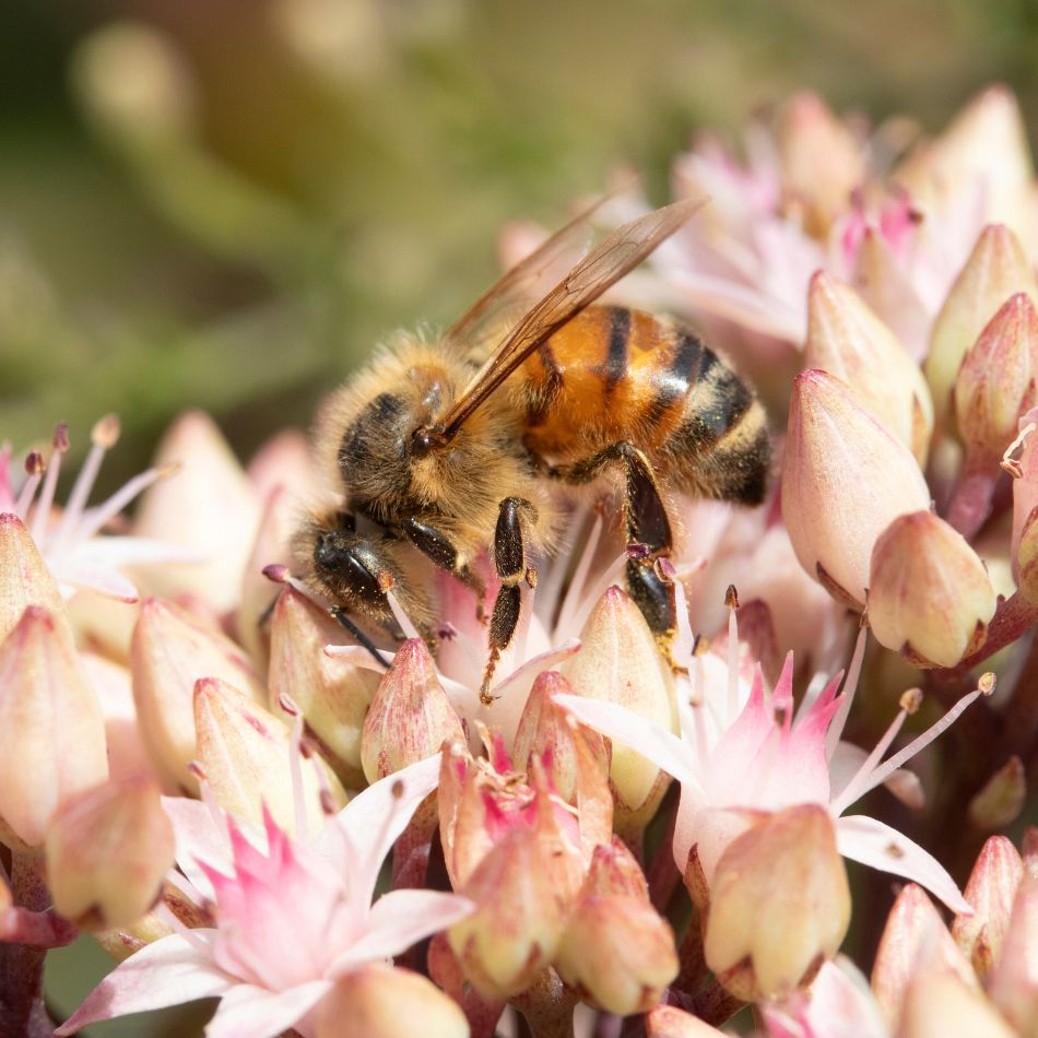 Sedum ‘Matrona’