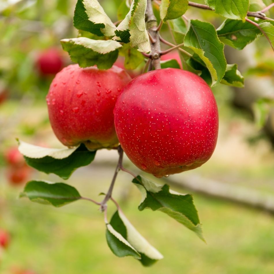 Malus domestica ‘Summerred’