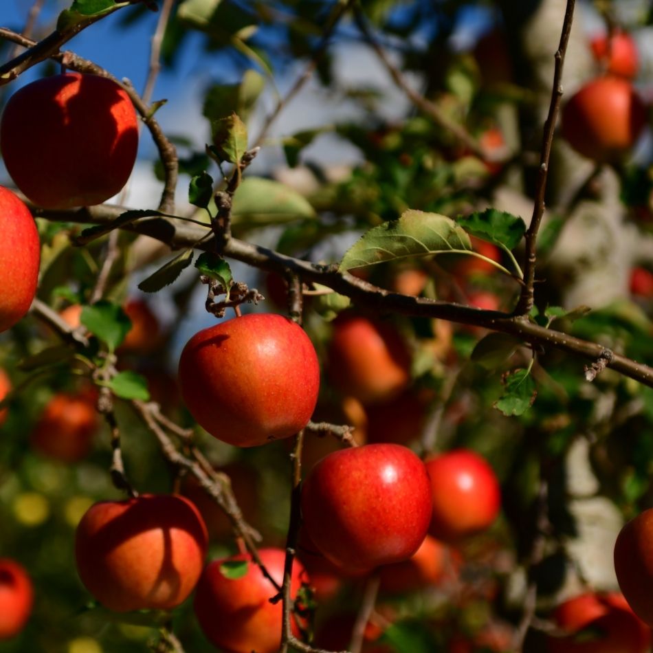 Malus domestica ‘Summerred’