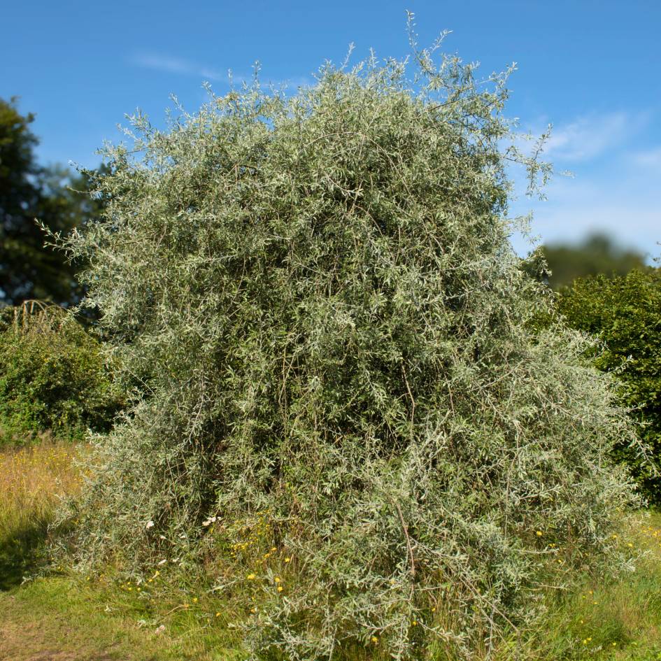 Pyrus salicifolia ‘Pendula’