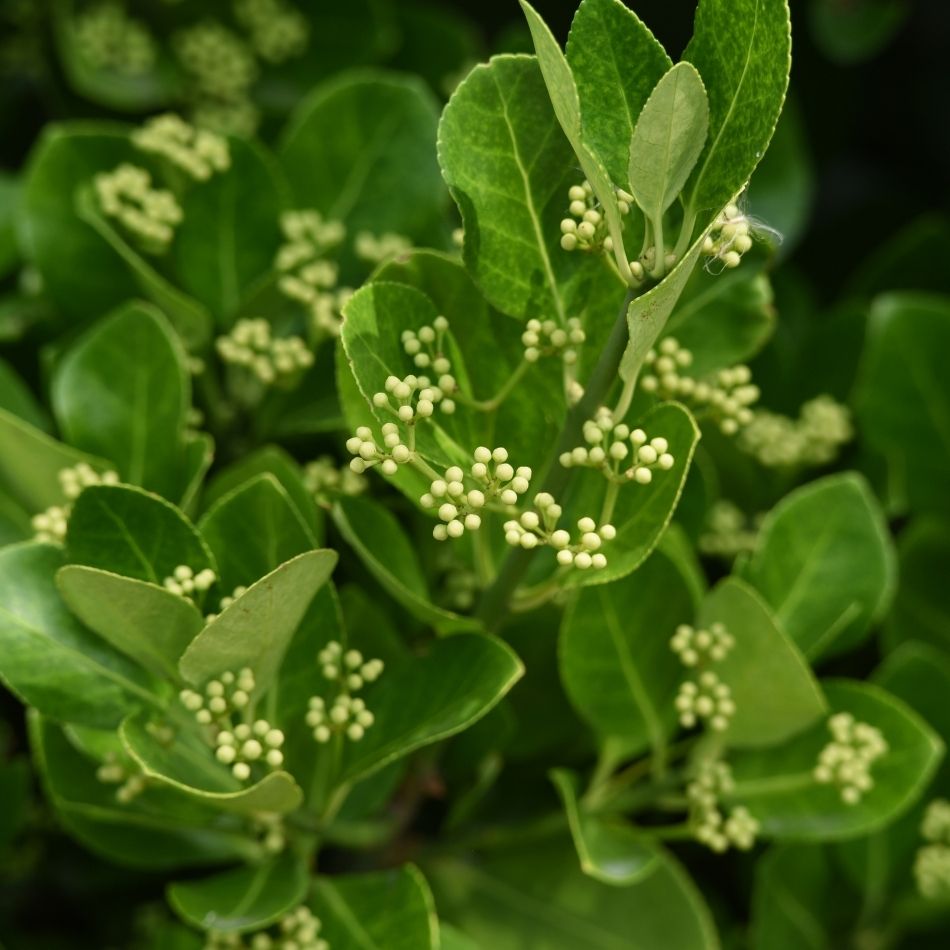 Euonymus japonicus ‘Green Spire’