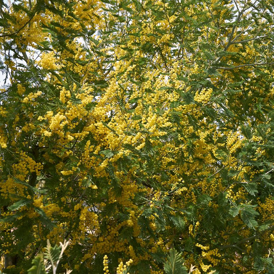 Acacia dealbata