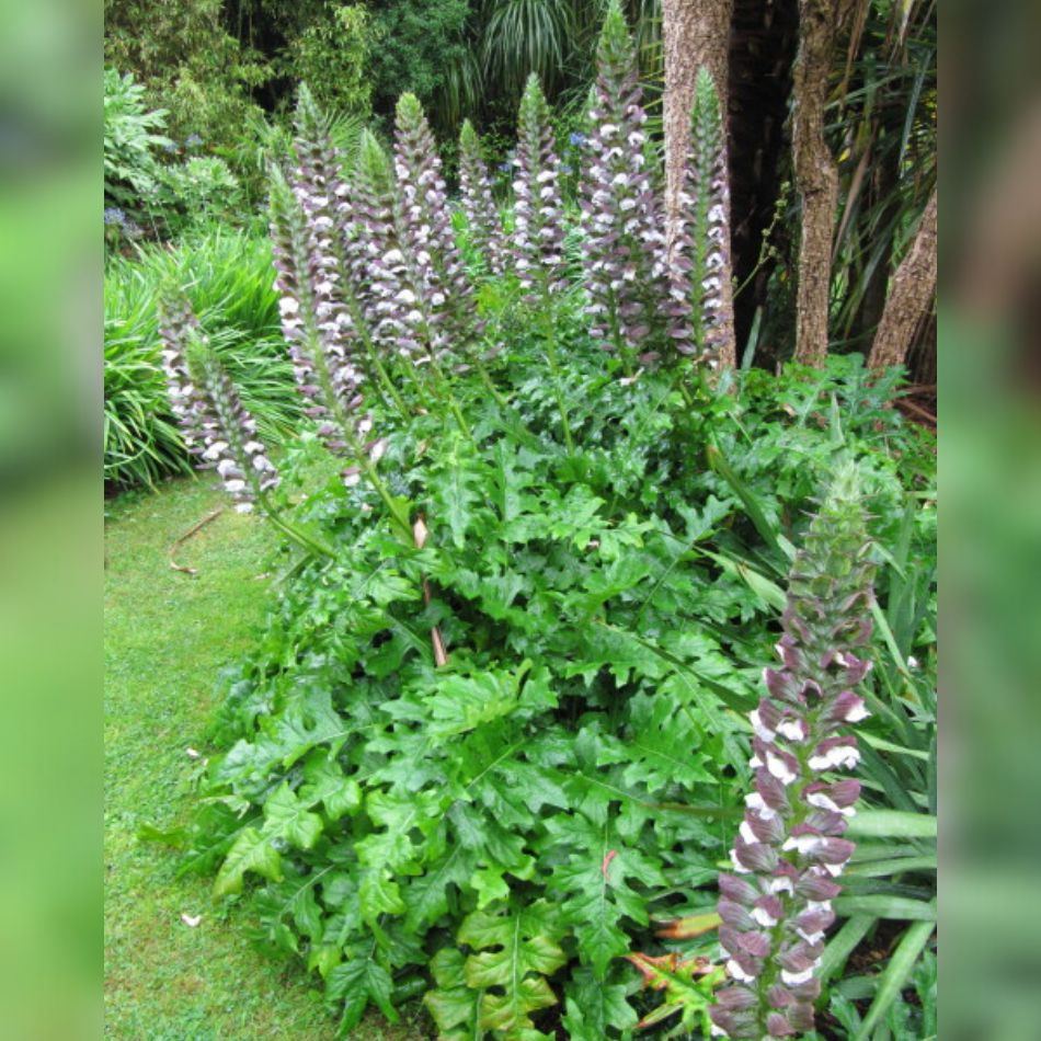 Acanthus mollis
