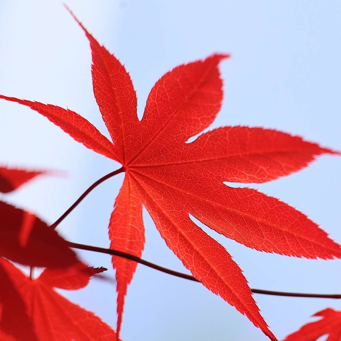 Acer palmatum ‘Bloodgood’