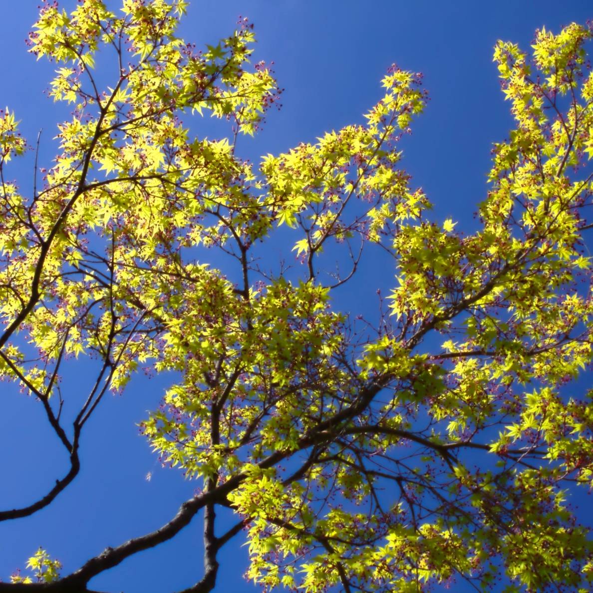 Acer palmatum ‘Katsura’