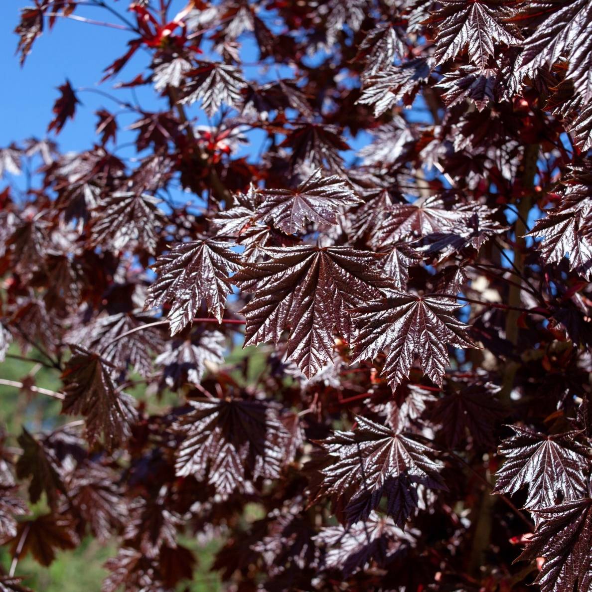 Acer platanoides ‘Royal Red’