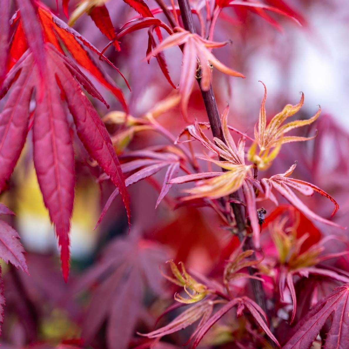 Acer palmatum ‘Shaina’