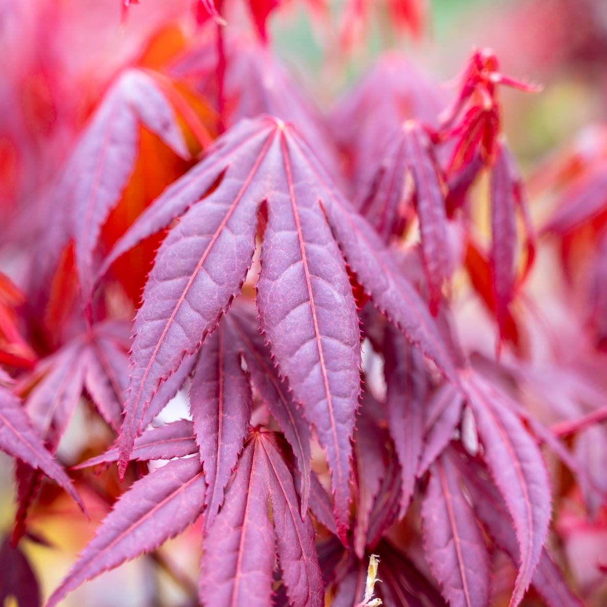 Acer palmatum ‘Shaina’