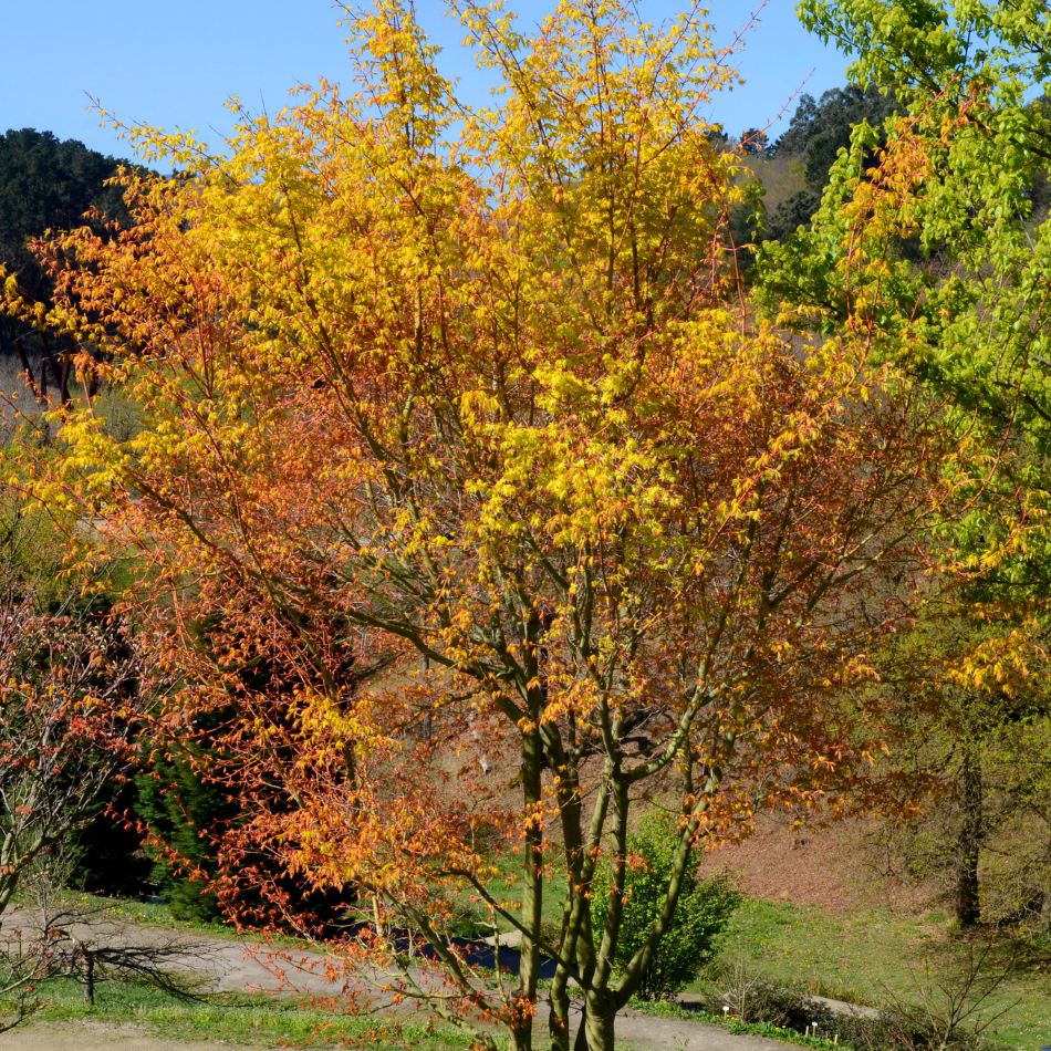 Acer palmatum ‘Katsura’