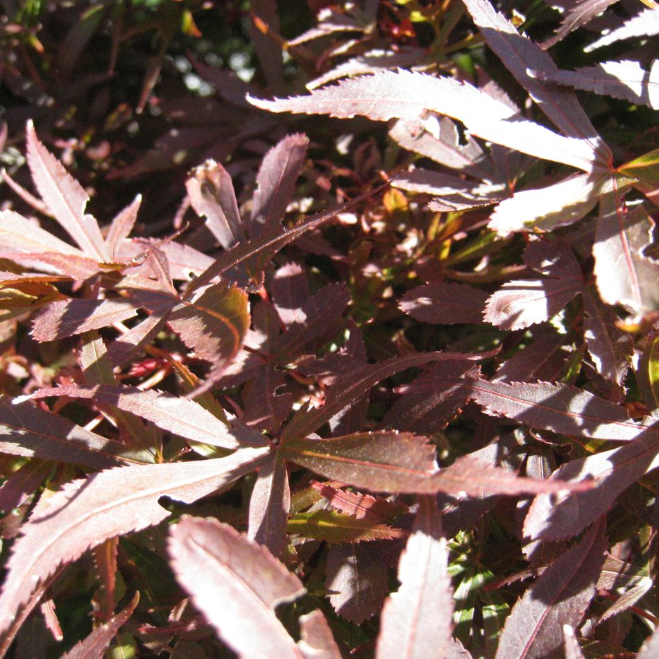 Acer palmatum ‘Shaina’