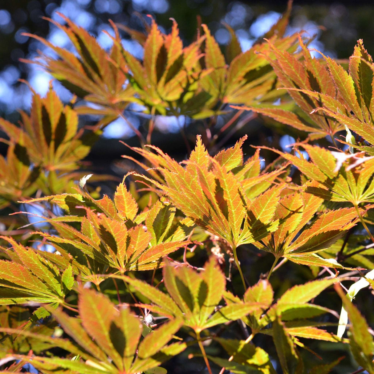 Acer palmatum ‘Burgundy Lace’