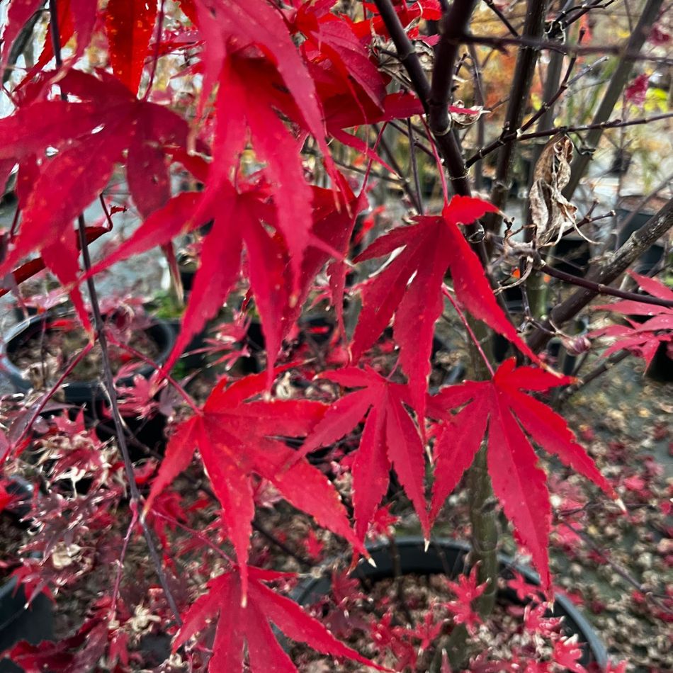 Acer palmatum ‘Fireglow’