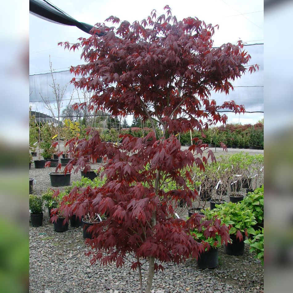 Acer palmatum ‘Fireglow’