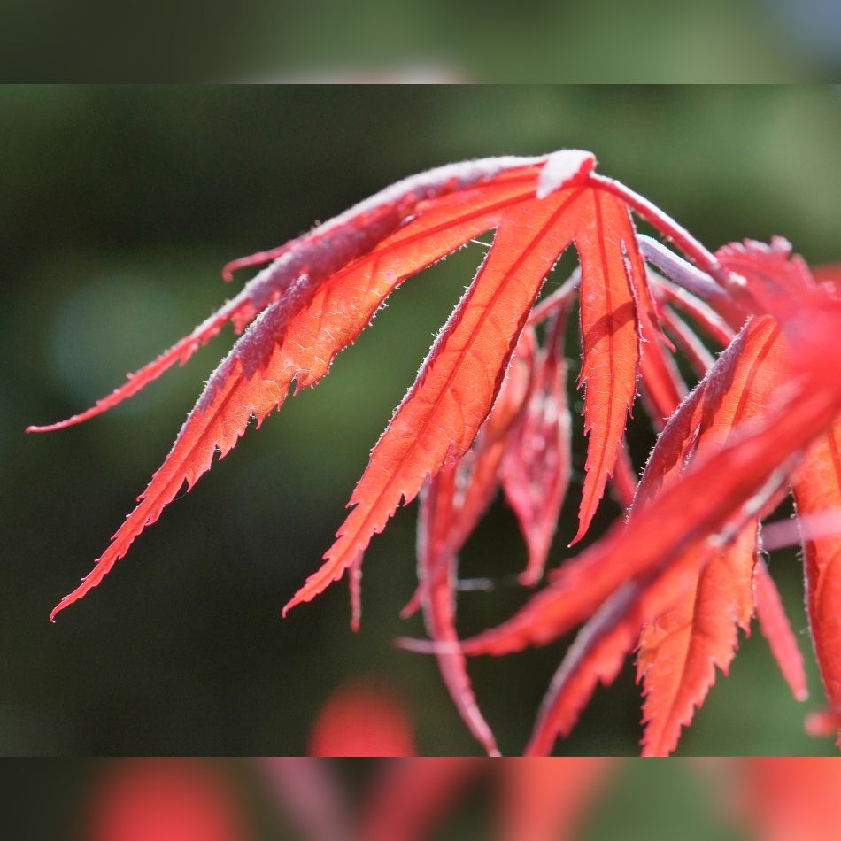 Acer palmatum ‘Inaba-shidare’