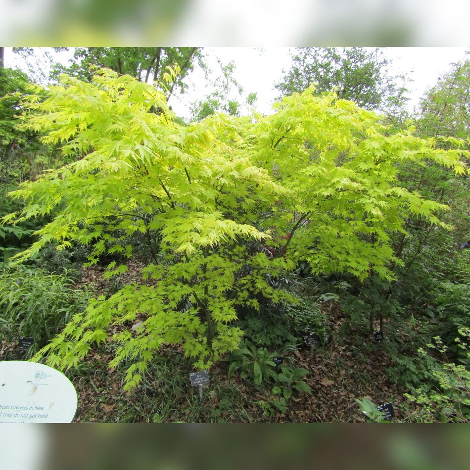 Acer palmatum ‘Orange Dream’