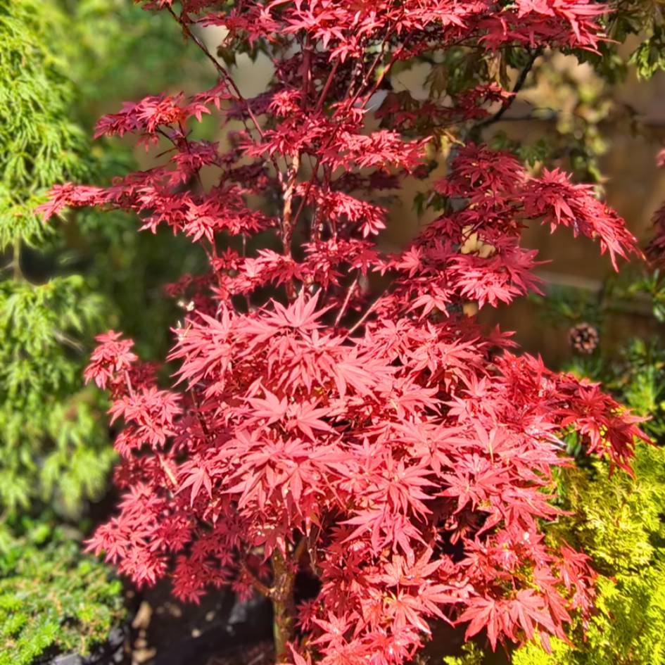 Acer palmatum ‘Pixie’