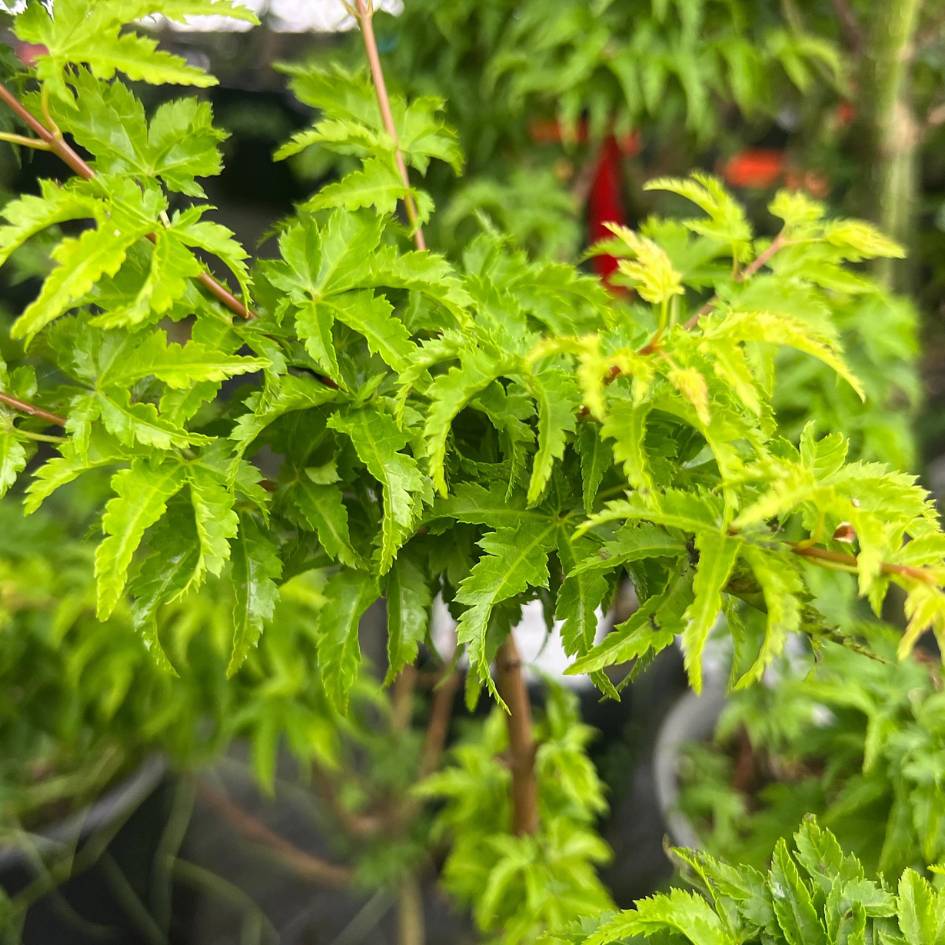 Acer palmatum ‘Shishi-gashira’