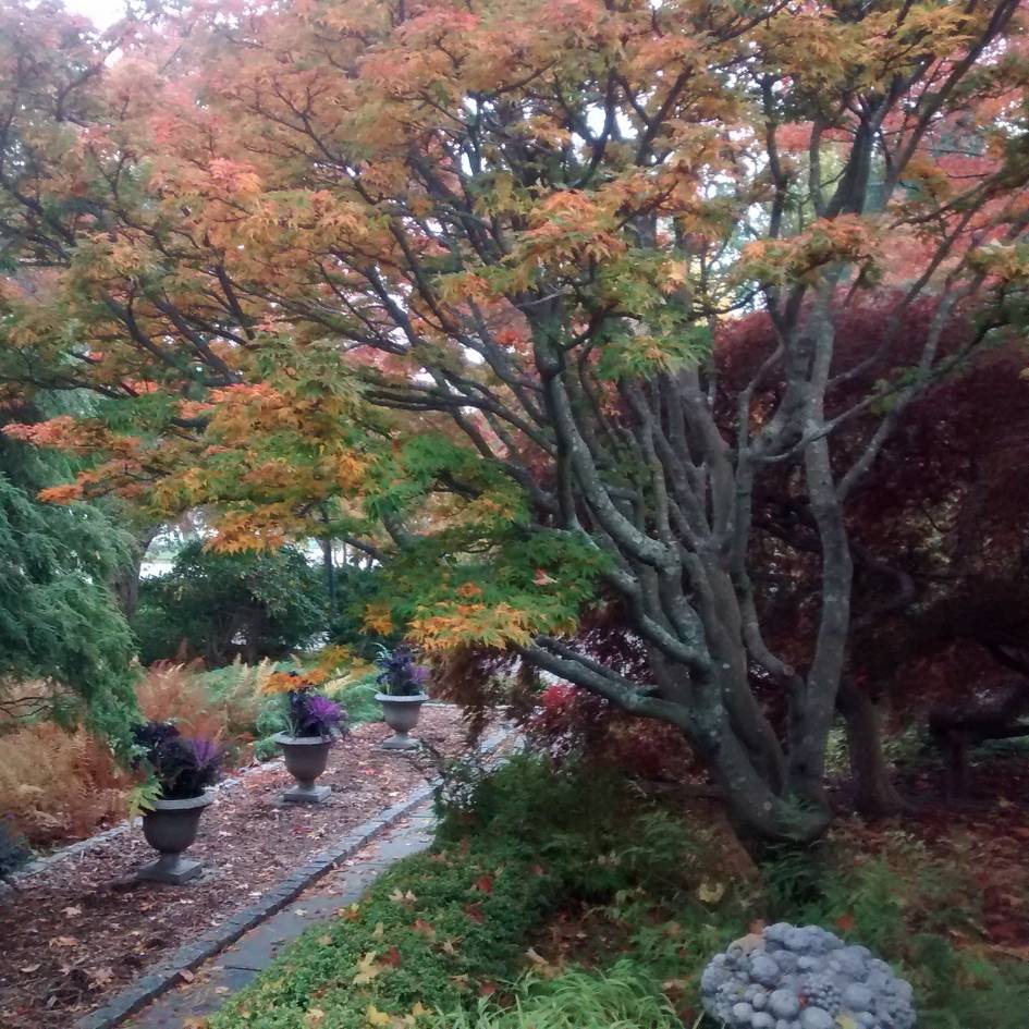 Acer palmatum ‘Shishi-gashira’