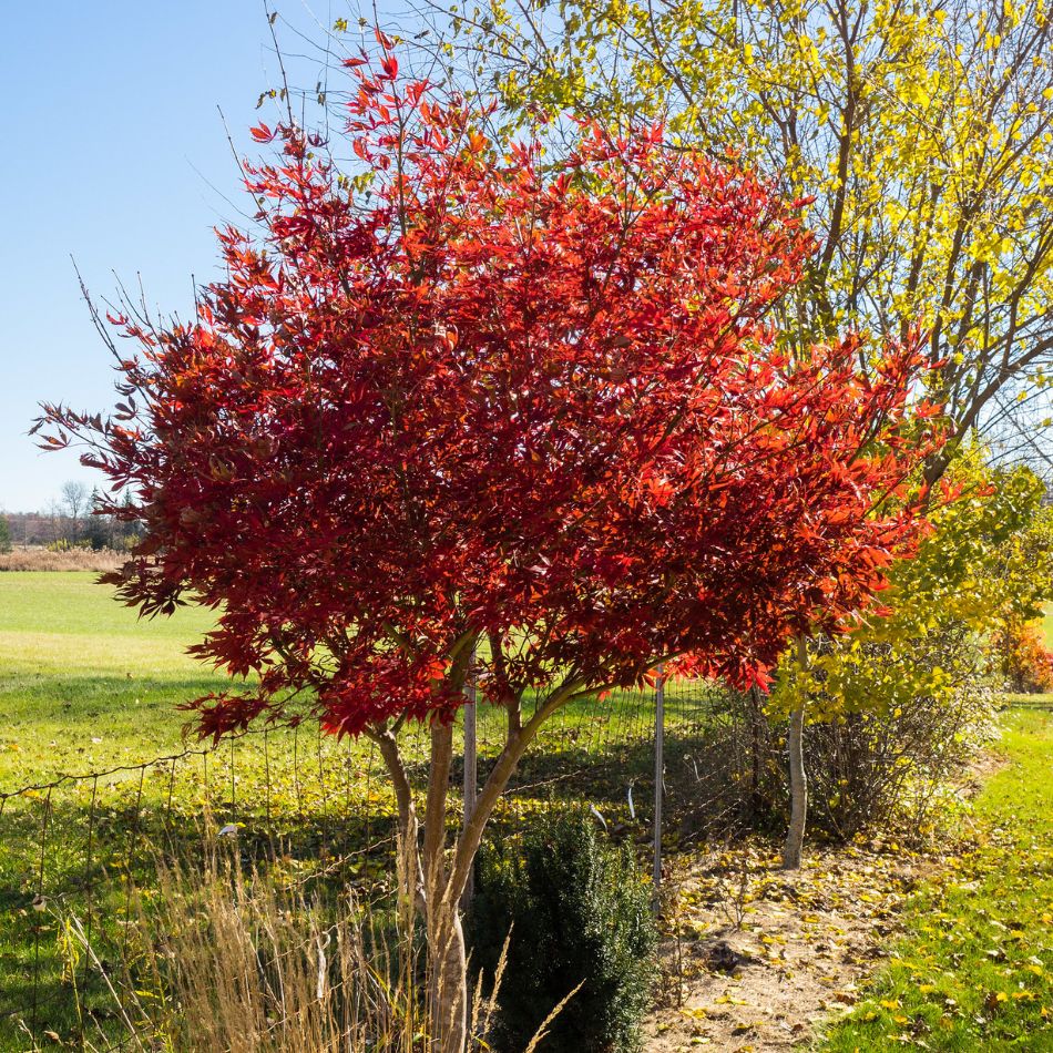 Acer palmatum ‘Sumi-nagashi’