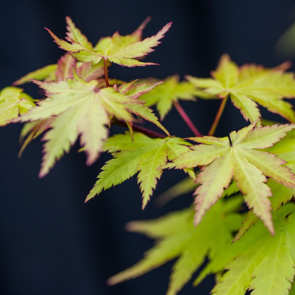 Acer palmatum ‘Summer Gold’