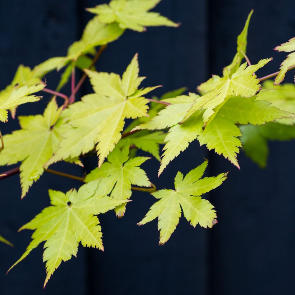 Acer palmatum ‘Summer Gold’