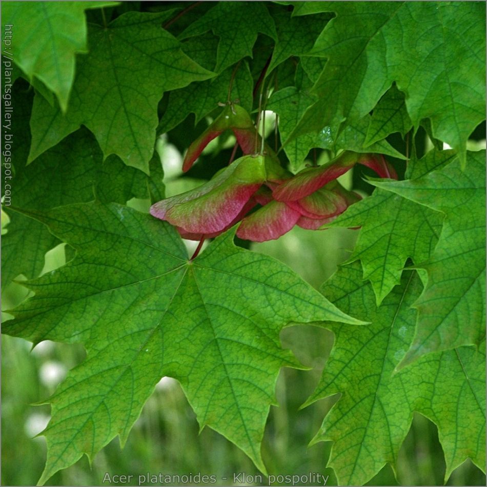 Acer platanoides ‘Globosum’