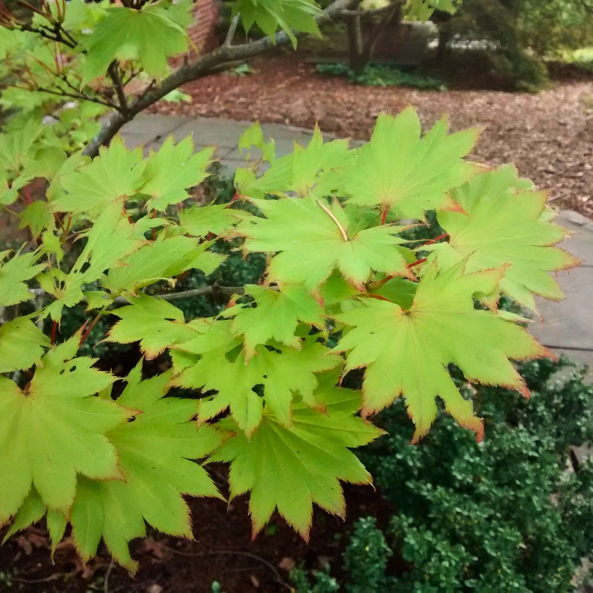 Acer shirasawanum ‘Aureum’