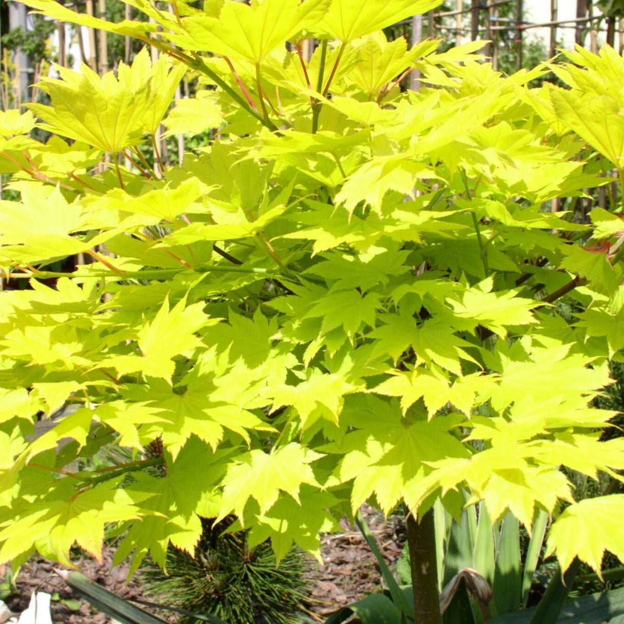 Acer shirasawanum ‘Aureum’