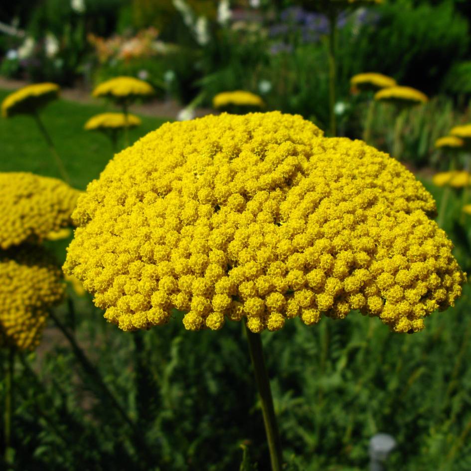 Achillea filipendulina ‘Cloth of Gold’