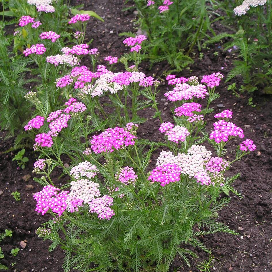 Achillea millefolium ‘Cerise Queen’