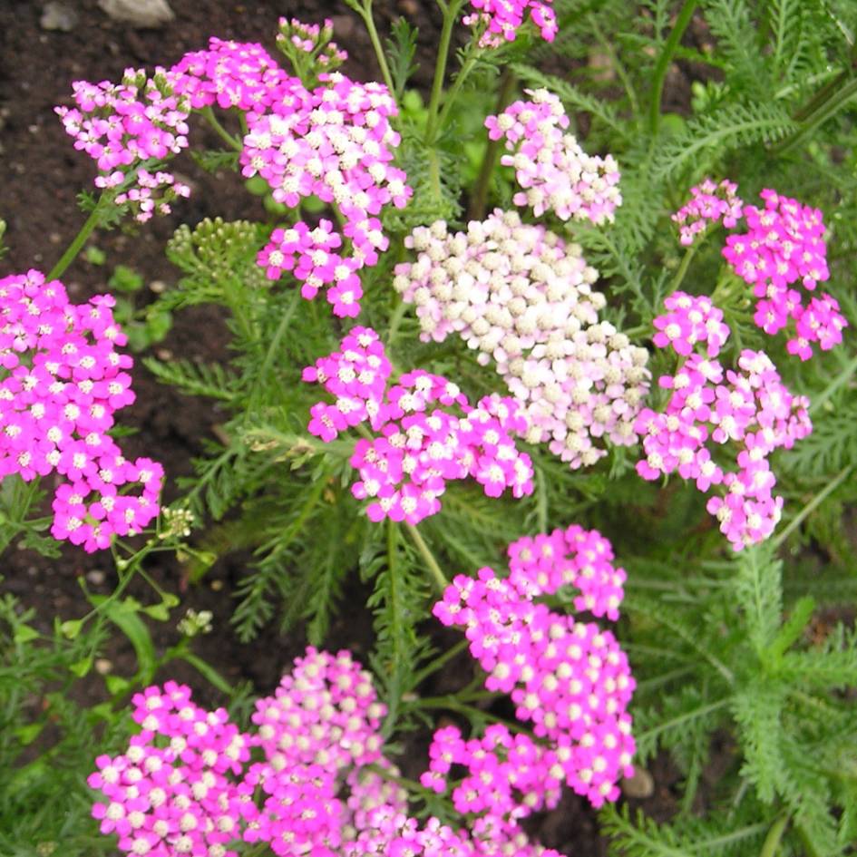 Achillea millefolium ‘Cerise Queen’