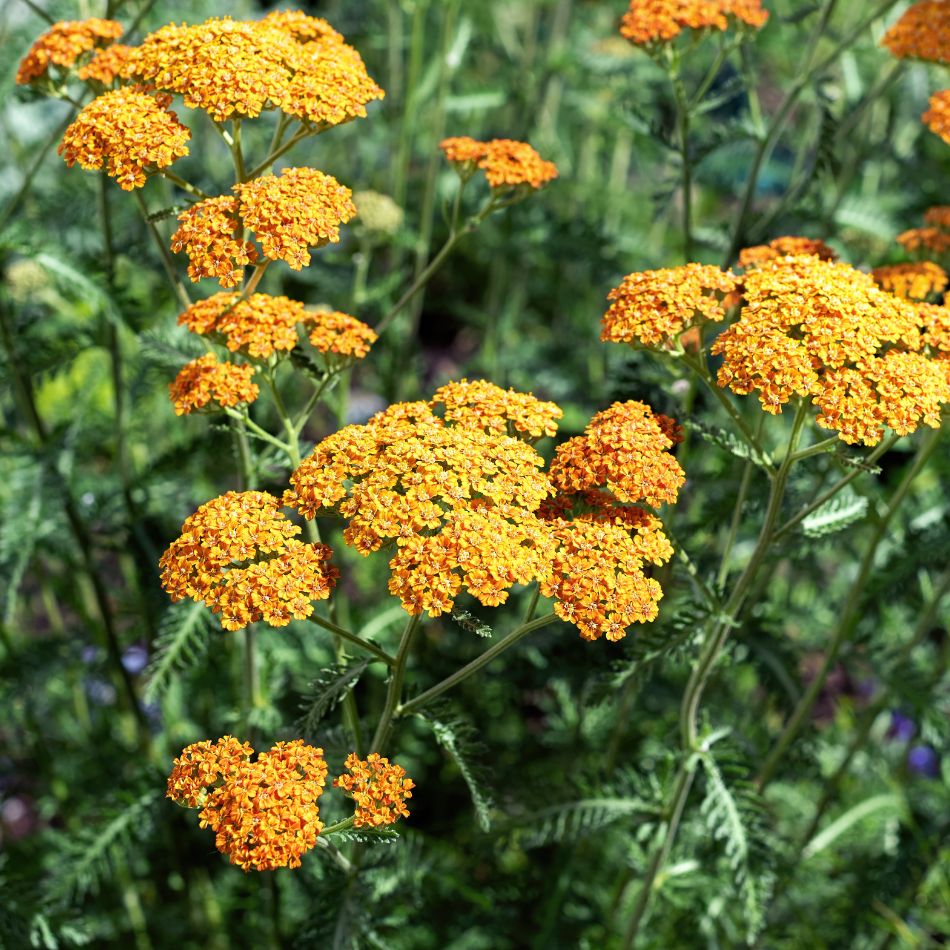 Achillea ‘Terracotta’